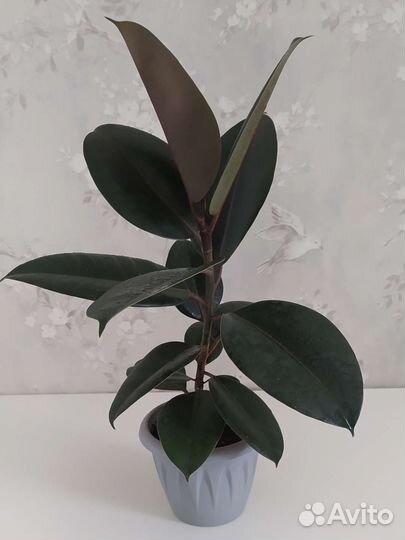 Фикус каучуконосный