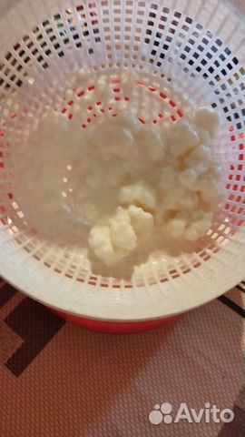 Продан Тибетский молочный гриб, живой кефир купить в Санкт-Петербурге ...