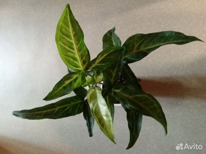 Комнатные цветы. Китайская роза