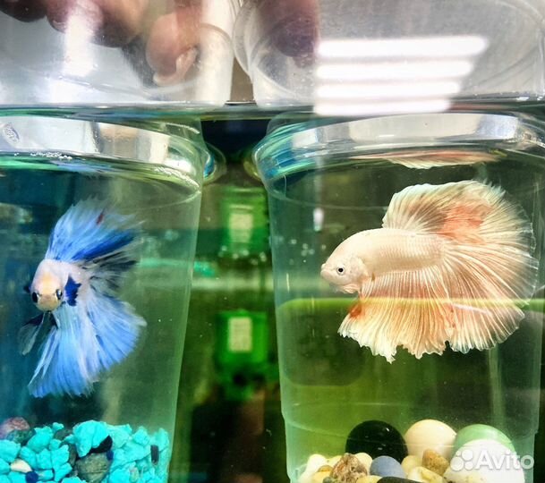 Петушок рыбка