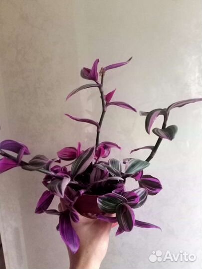 Традесканция