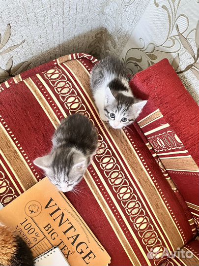 Котик и кошечка в добрые руки