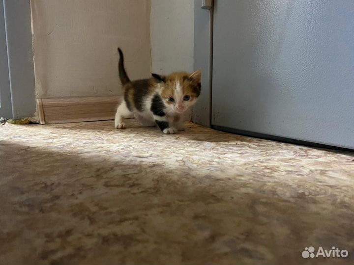 Кошечки в добрые руки