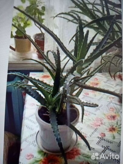 Алоэ лечебный