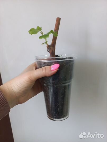 Саженцы винограда