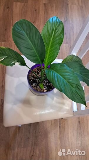 Спатифиллум пикассо