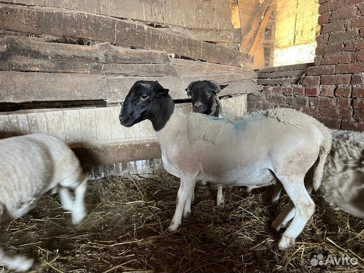 Баранчики породы Дорпер
