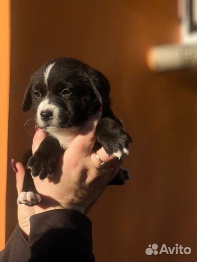 Щенки в добрые ручки