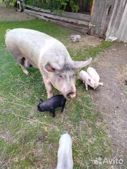 Поросята