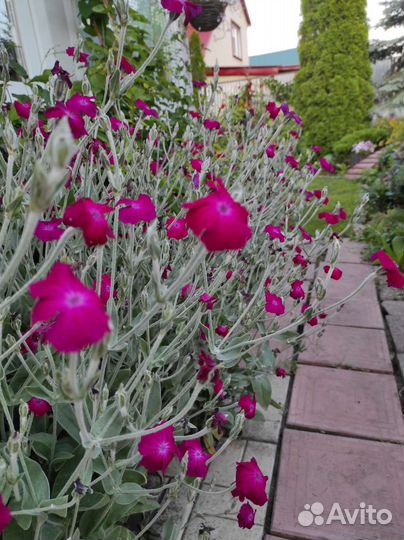 Модные и редкие цветы для открытого грунта