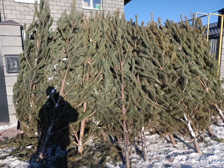 Сосна новогодняя