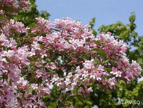 Кольквиция прелестная