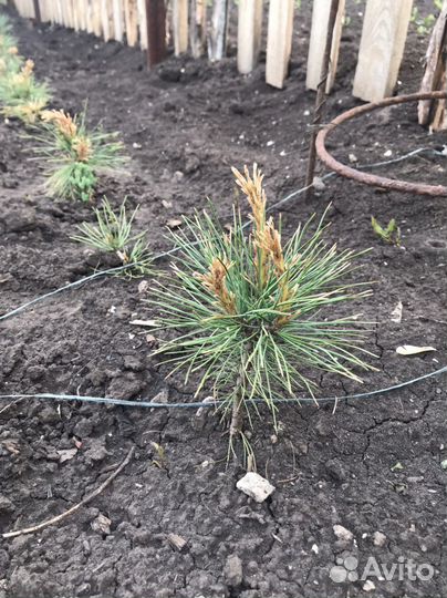 Садовые растения