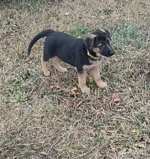 Крупные девочки