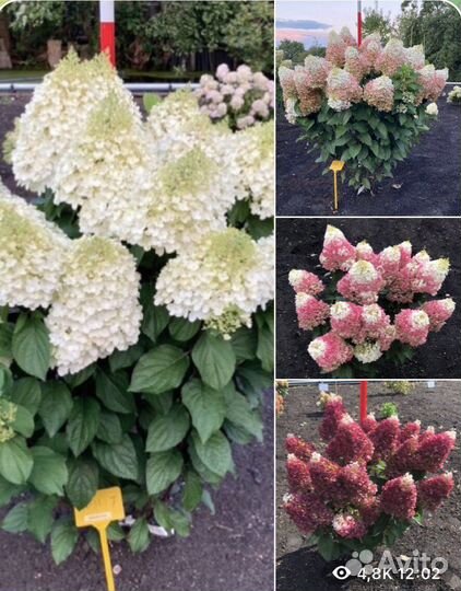 Гортензия Рэд Вельвет он же Индиан Саммер