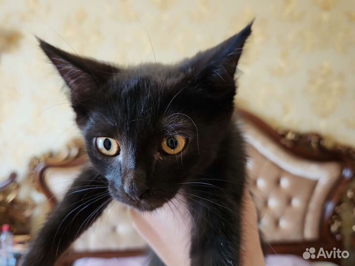 Кошки