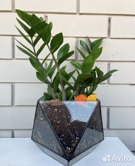 Подарок. Цветы. Живое растение. Букет