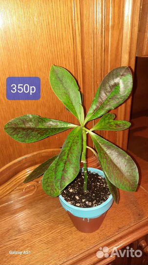 Малочай Синадениум Рубра