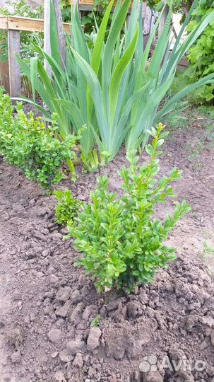 Саженцы самшита