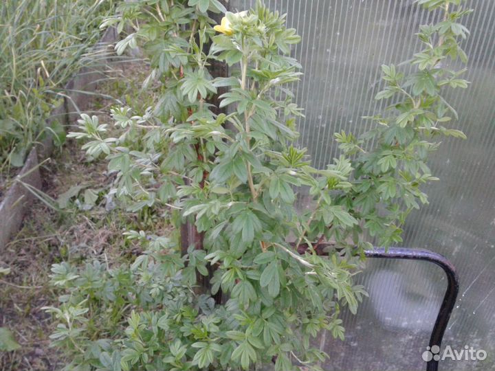 Лапчатка кустарниковая