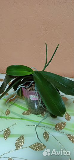 Орхидея фаленопсис