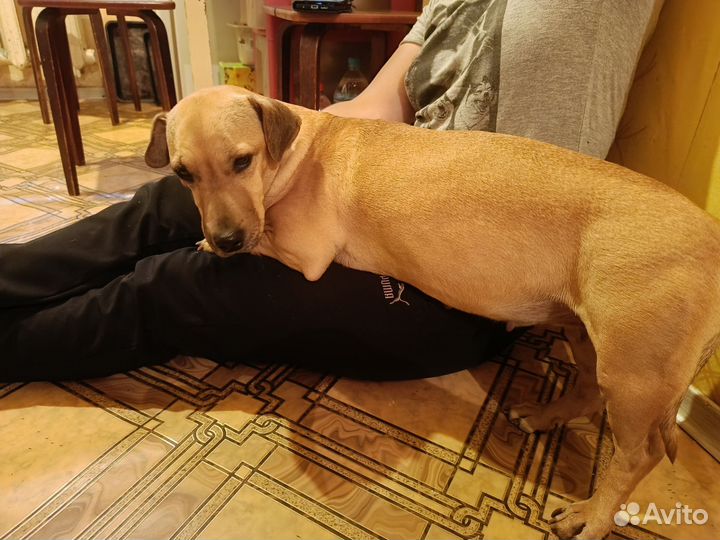 Найдена собака