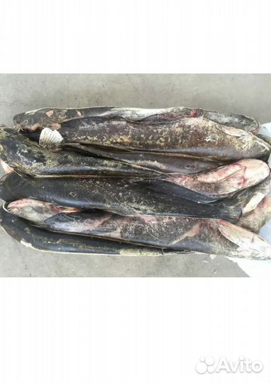 Сом свежомороженный