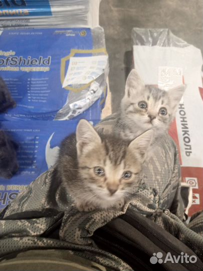 Котята отдам в добрые руки бесплатно