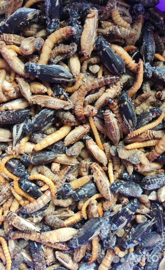 Сверчки и кормовые насекомые