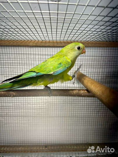 Бернардовые попугаи и розеллы