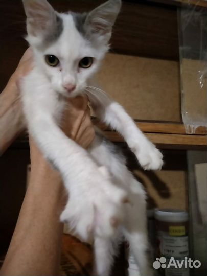 Котенок