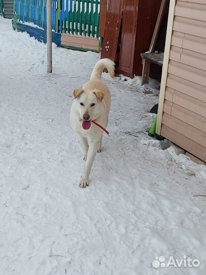 Две идеальные собаки