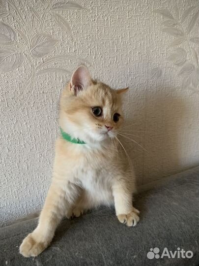 Шотландский котенок