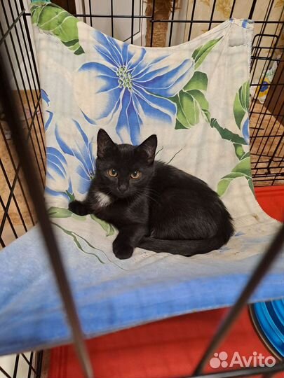 Котенок девочка 4 месяца