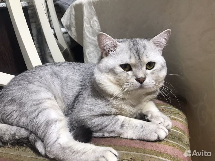 Шотландский кот вязка