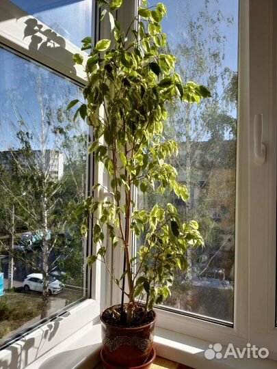 Большой цветок 