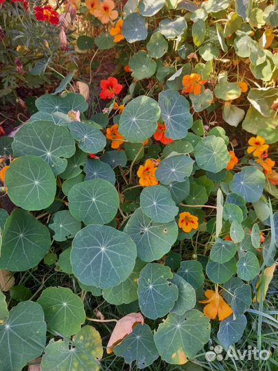 Семена цветов,клубни,луковки