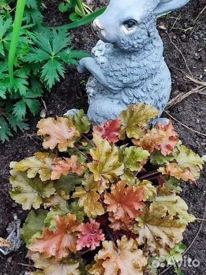Многолетние цветы для сада
