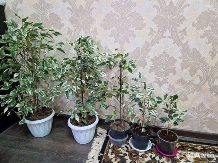 Фикусы бенджамина