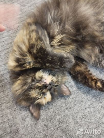 Кошка