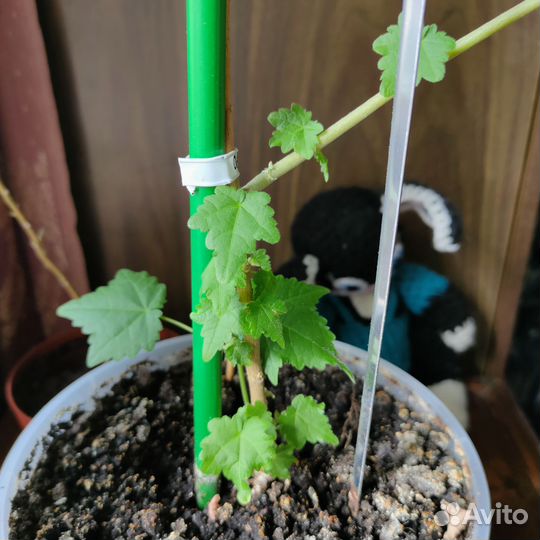 Клен комнатный абутилон