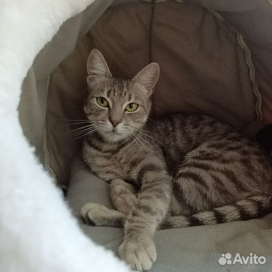 Кошка в добрые руки, бесплатно