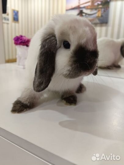 Кролик минилоп
