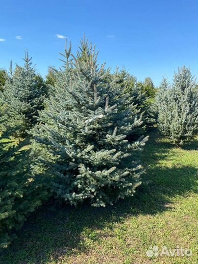 Ель, сосна, туя, пихта, можжевельник из питомника