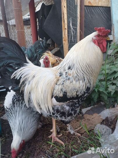 Молодые петухи