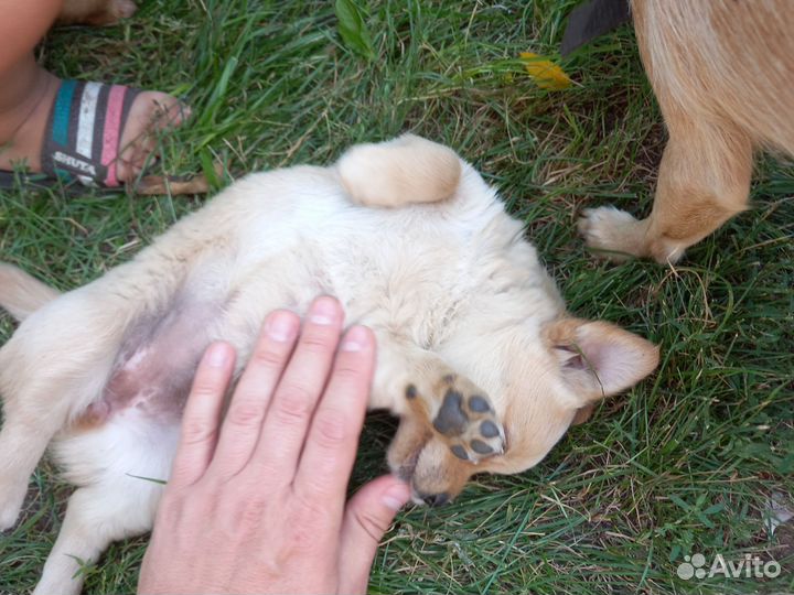 Отдам бесплатно