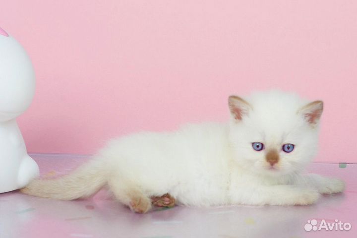 Британские Котята Циннамон Поинт Окраса