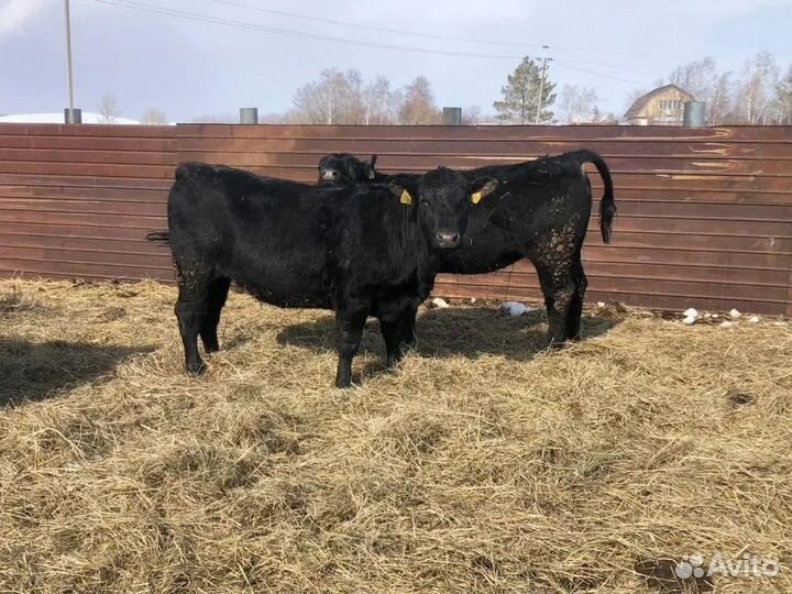 Телки племенные Абердин-Ангусской породы