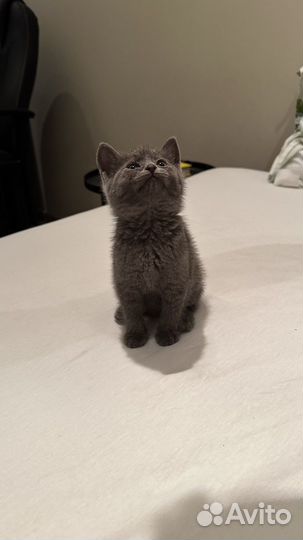 Котенок русский голубой девочка