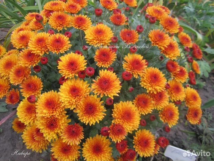 Хризантемы мультифлора